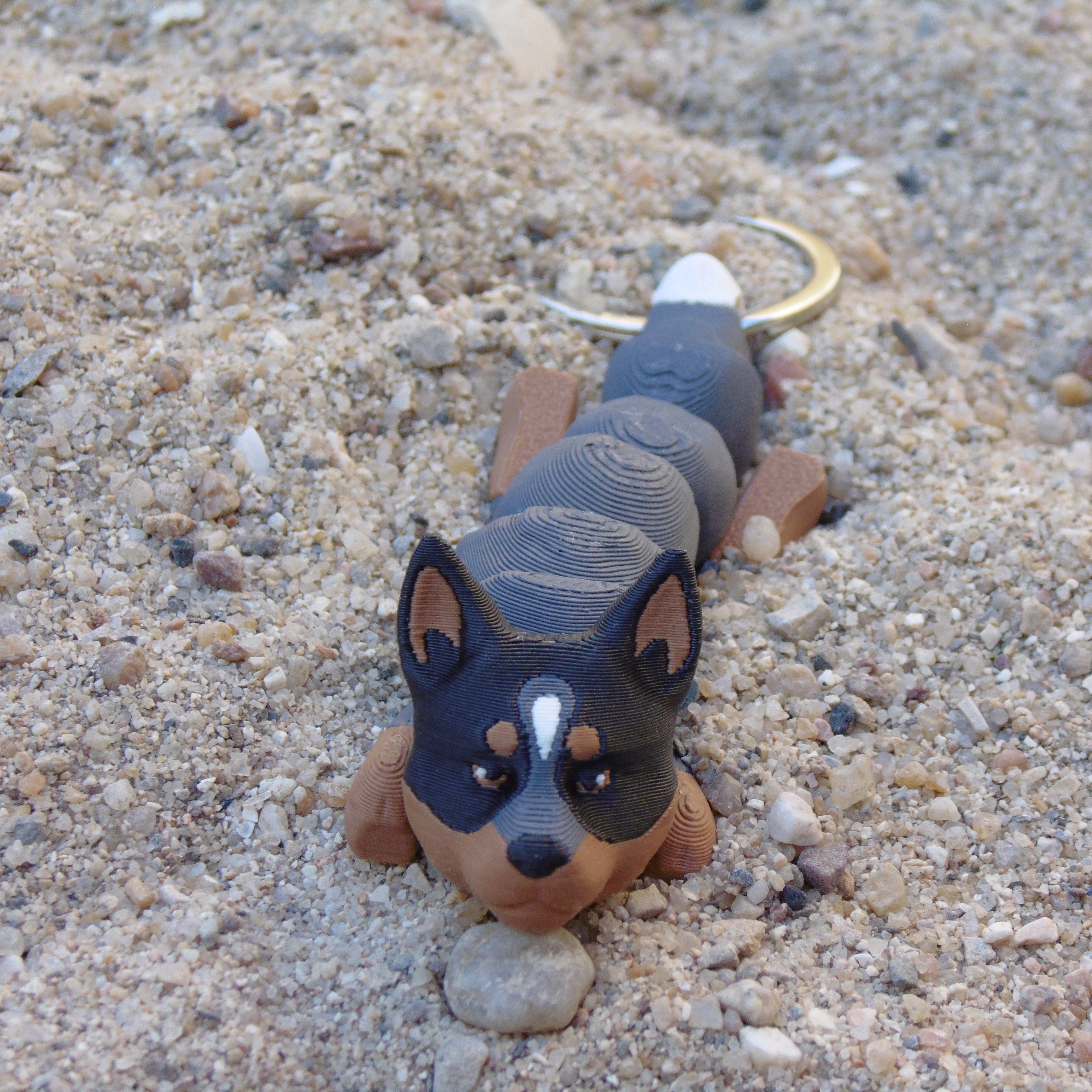 Boiadeiro Australiano