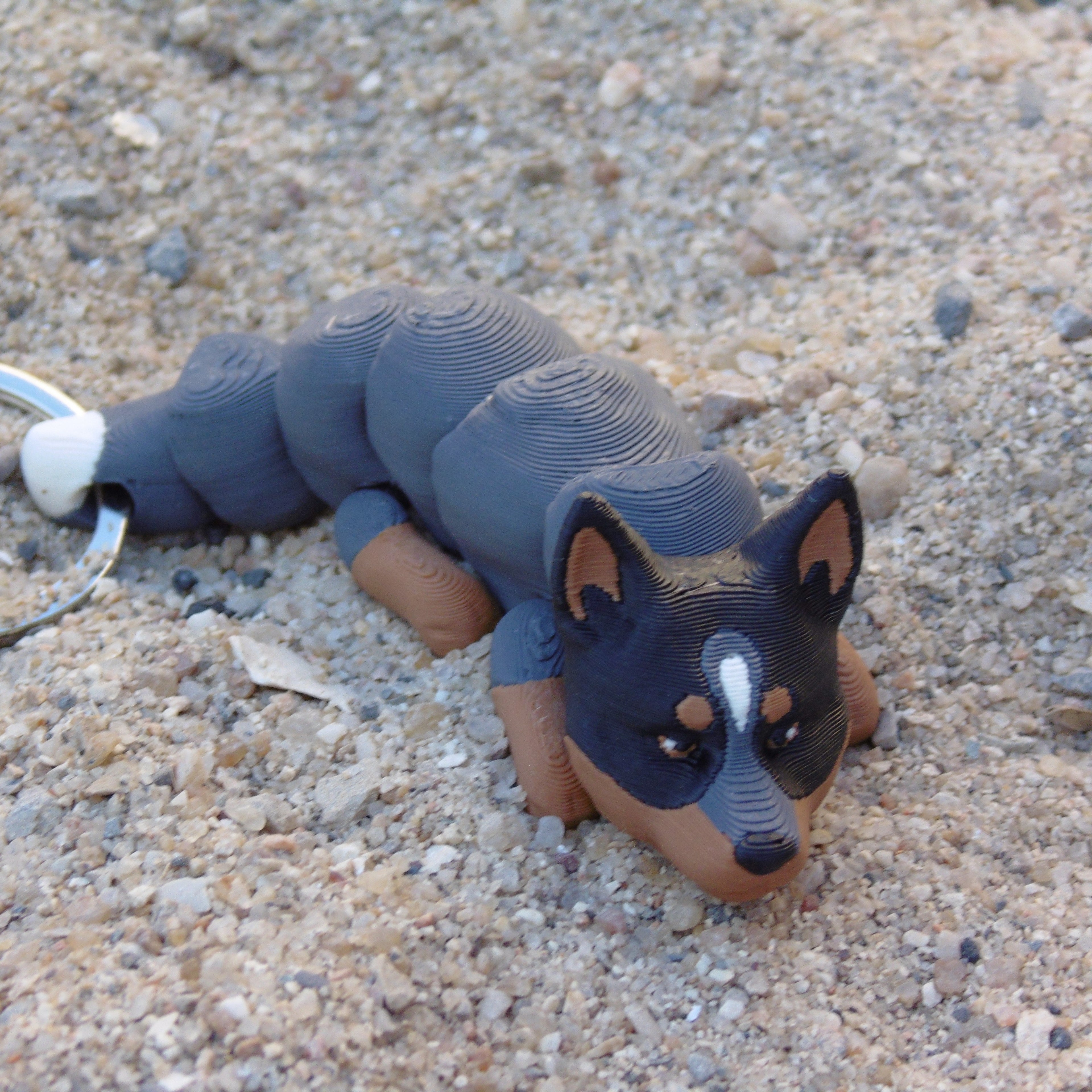 Boiadeiro Australiano