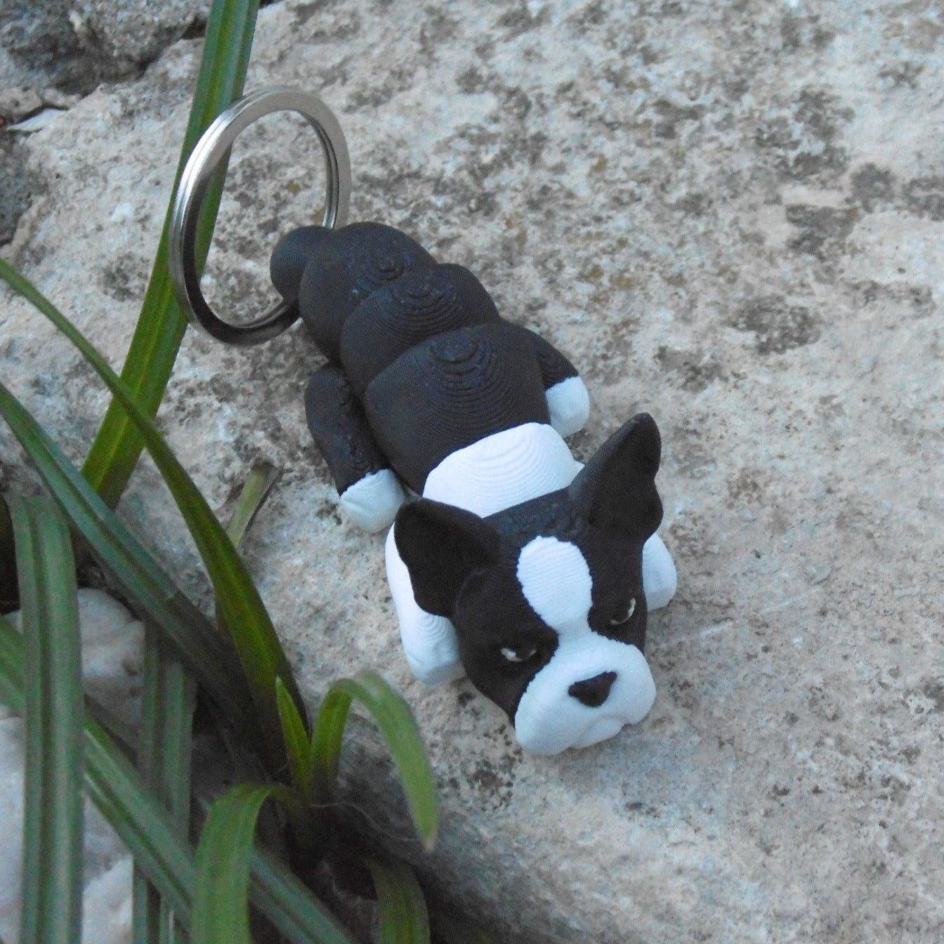 Boston Terrier