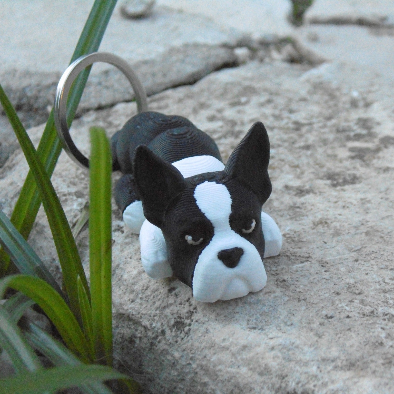 Boston Terrier