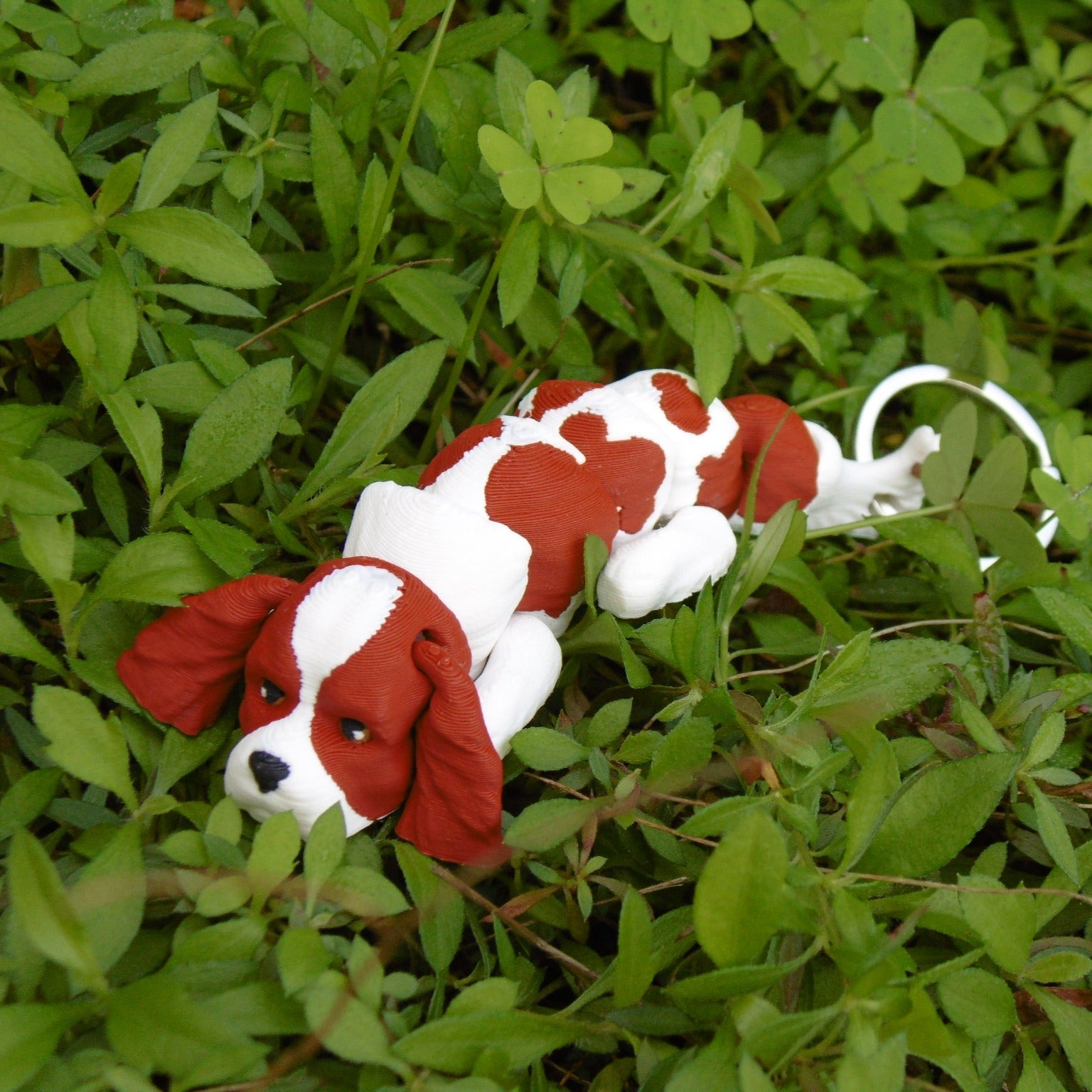 Cavalier King Charles Spaniel