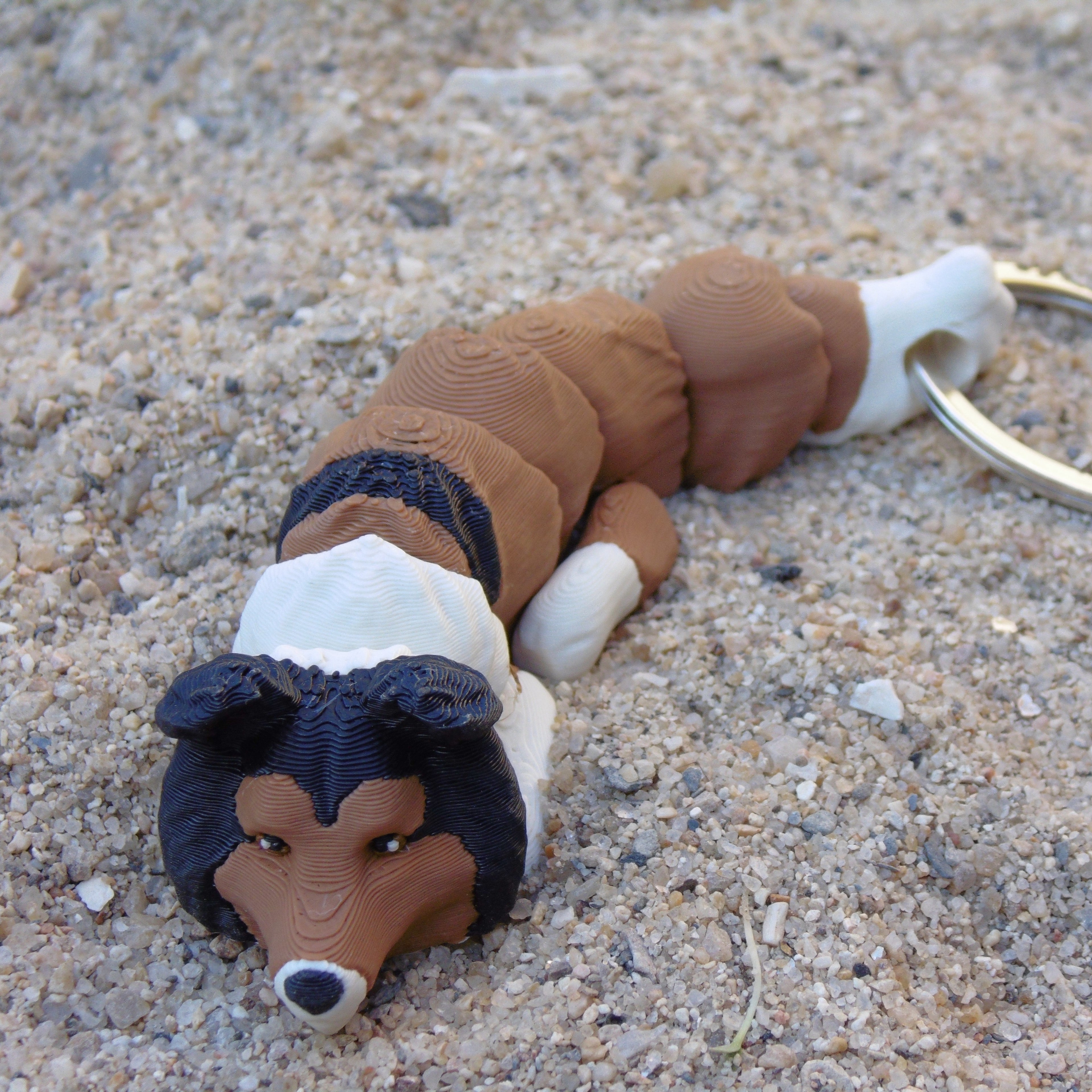 Collie de Pelo Longo