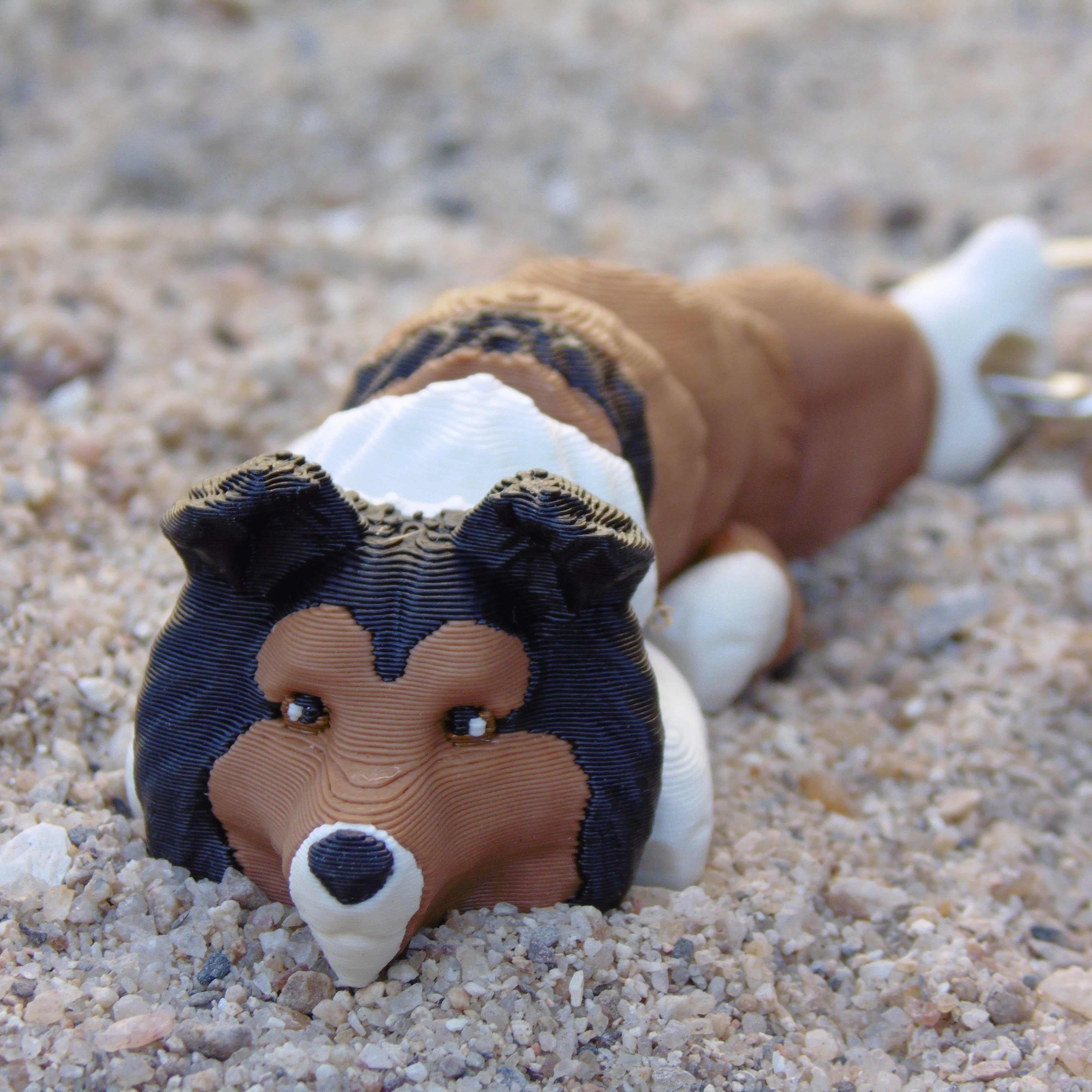 Collie de Pelo Longo