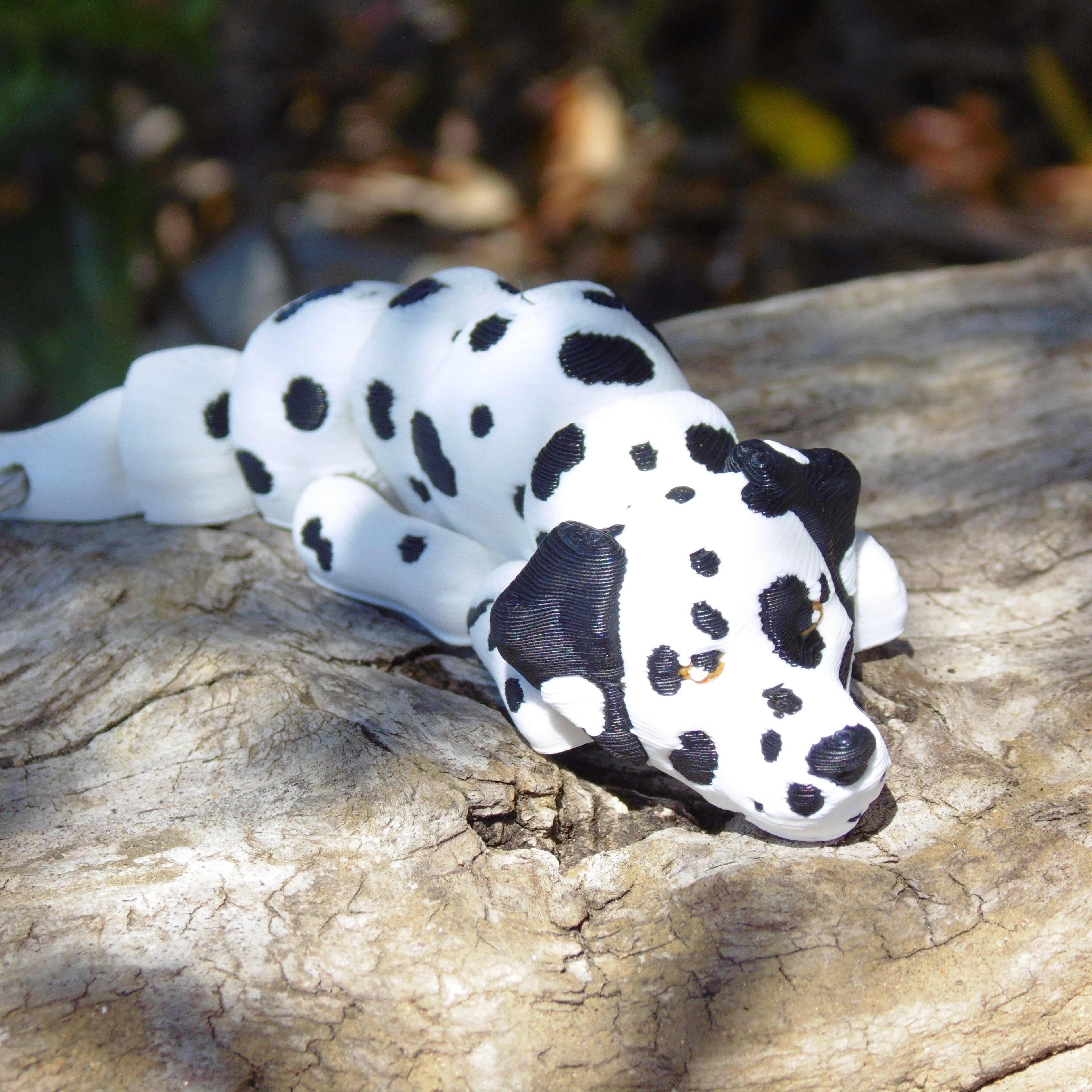 Dalmata