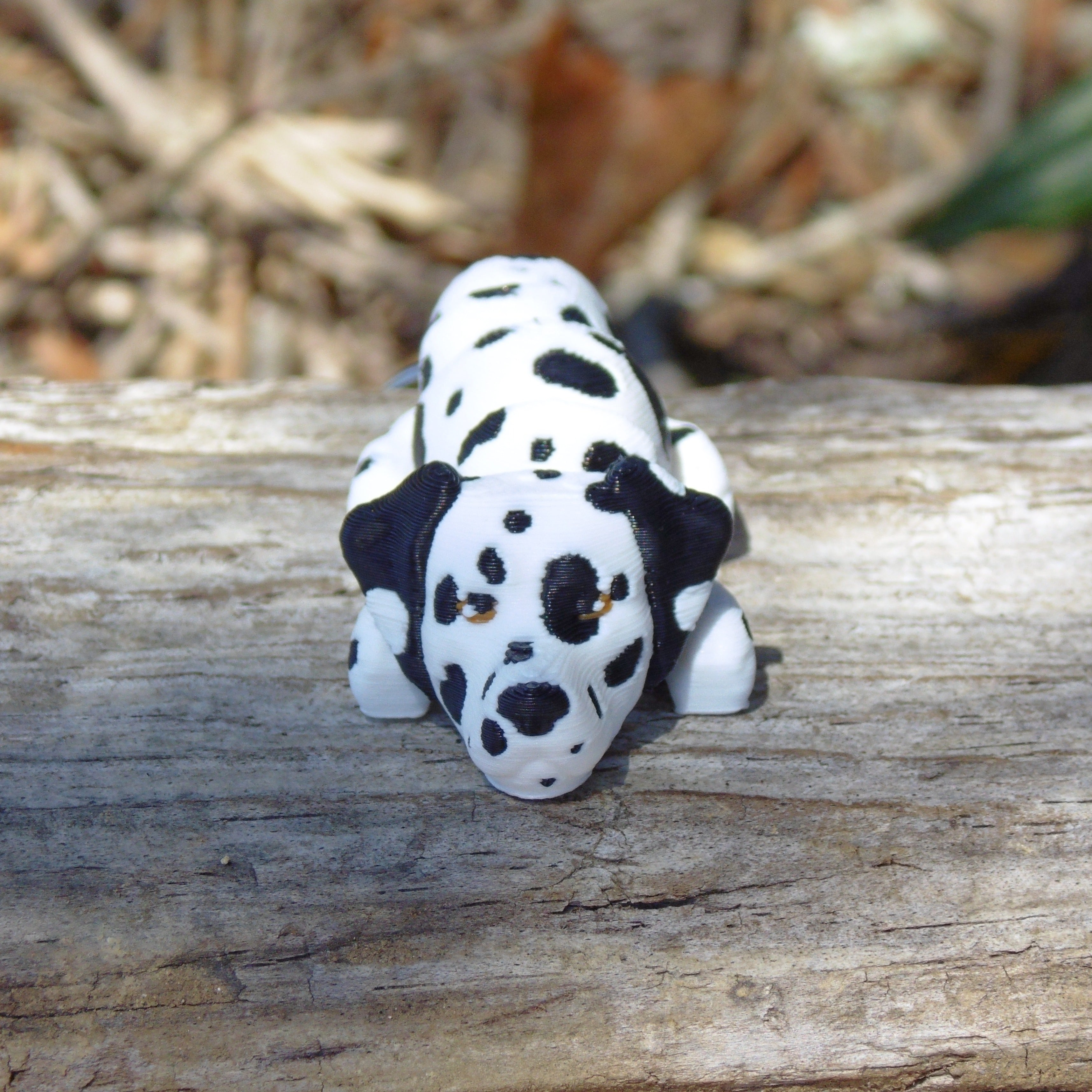 Dalmata