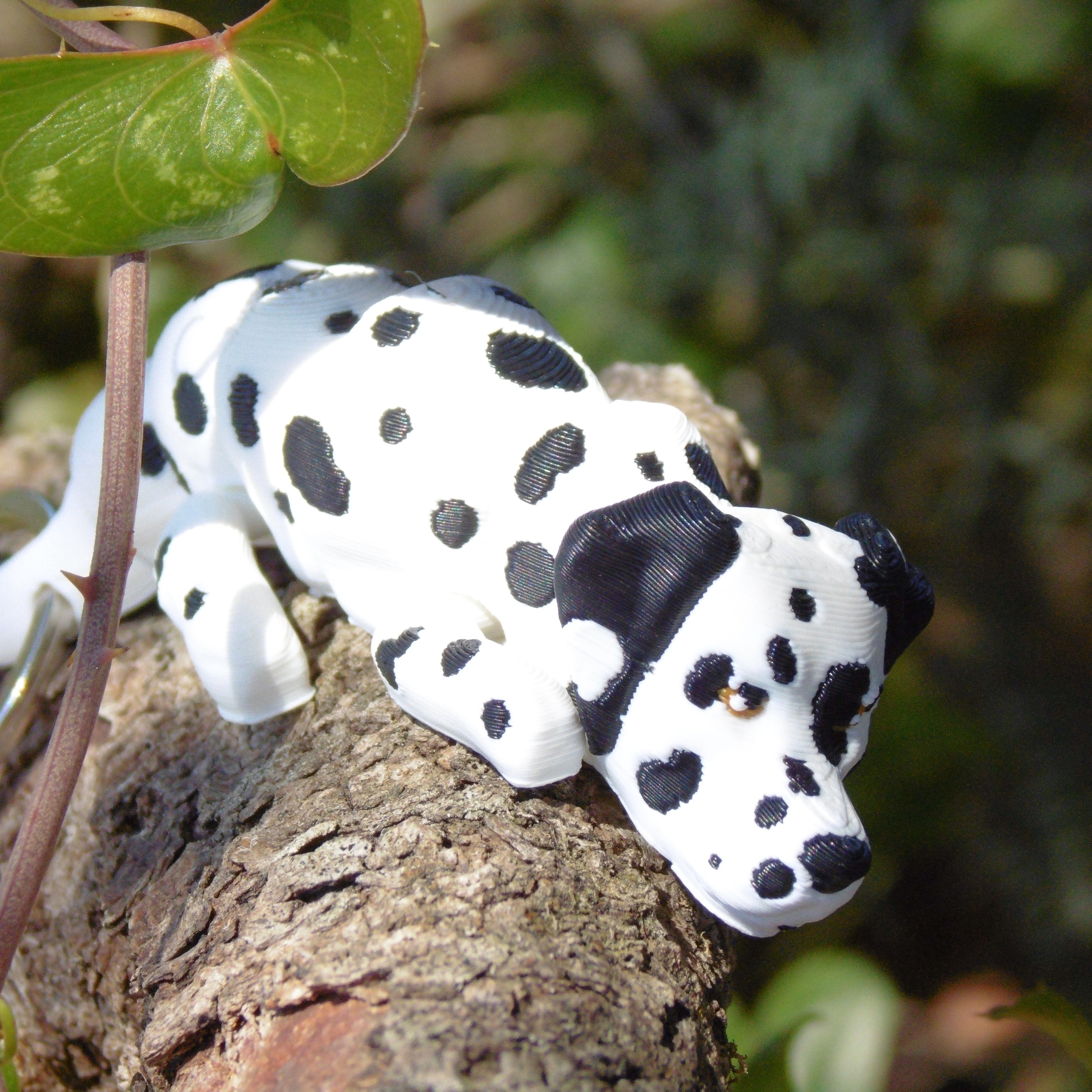 Dalmata