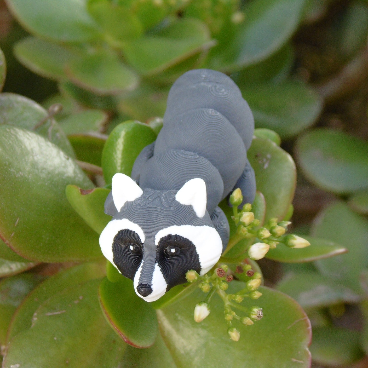 Raccoon