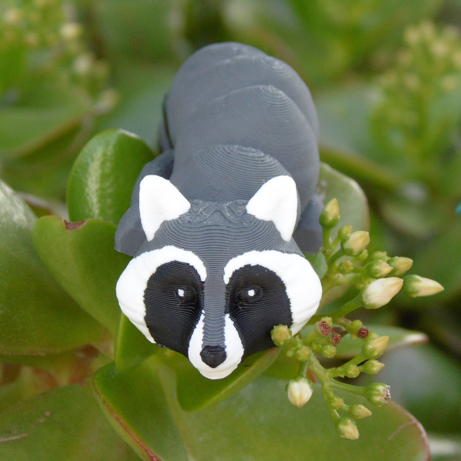 Raccoon