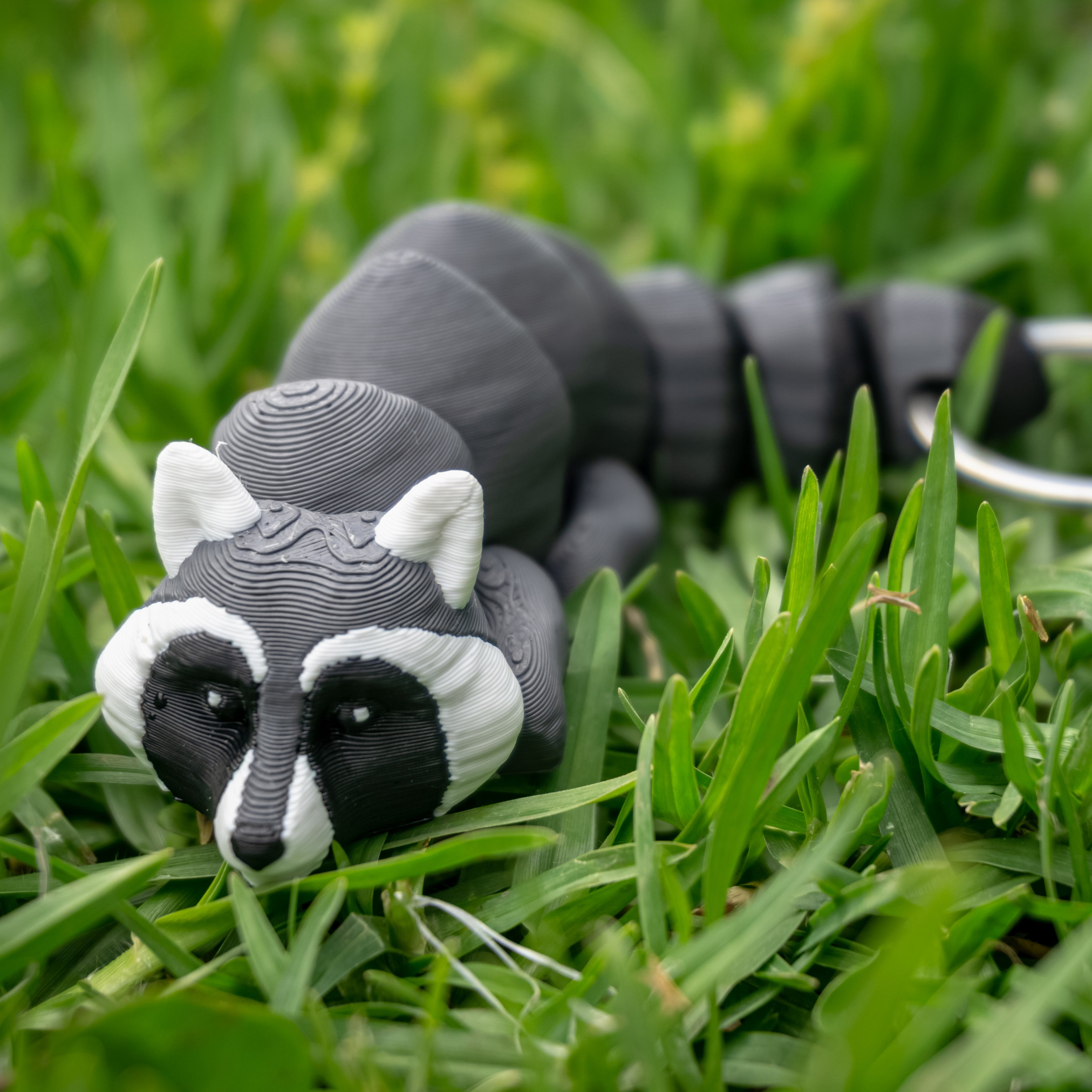 Raccoon