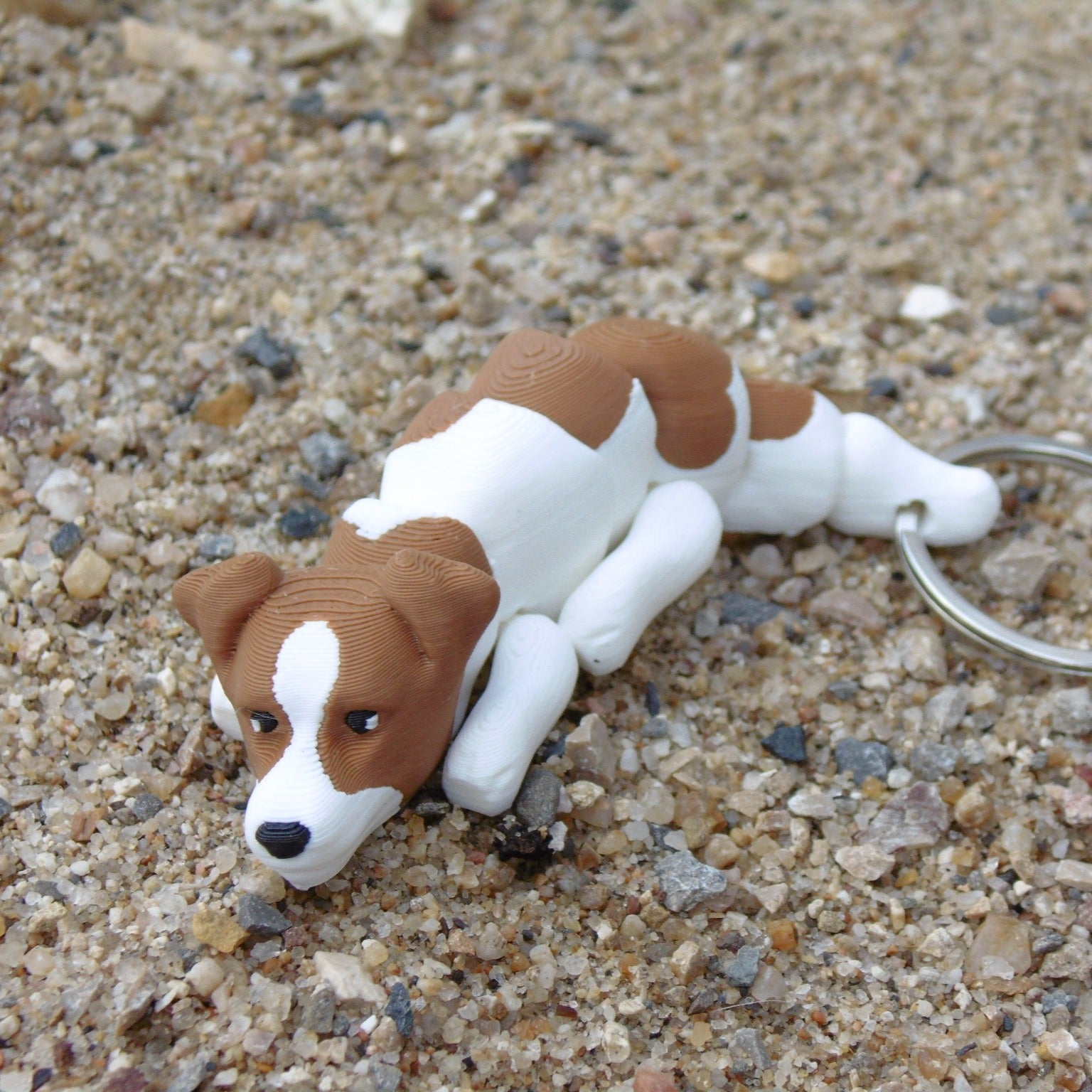 Jack Russell Terrier