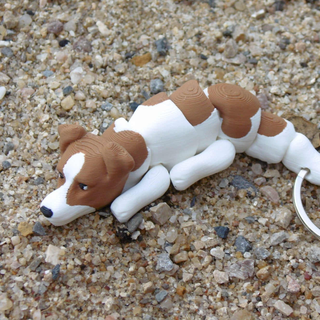 Jack Russell Terrier