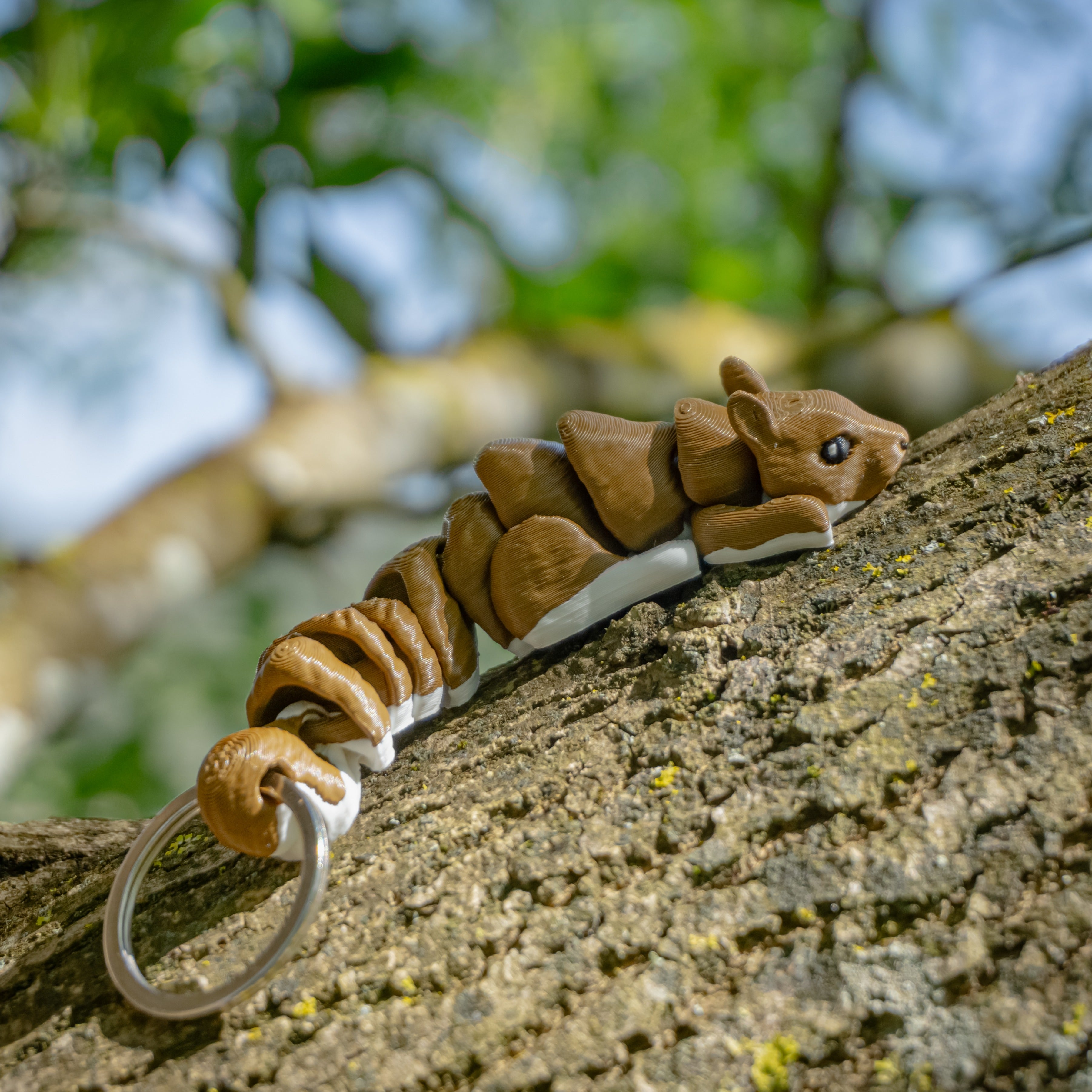 Squirrel